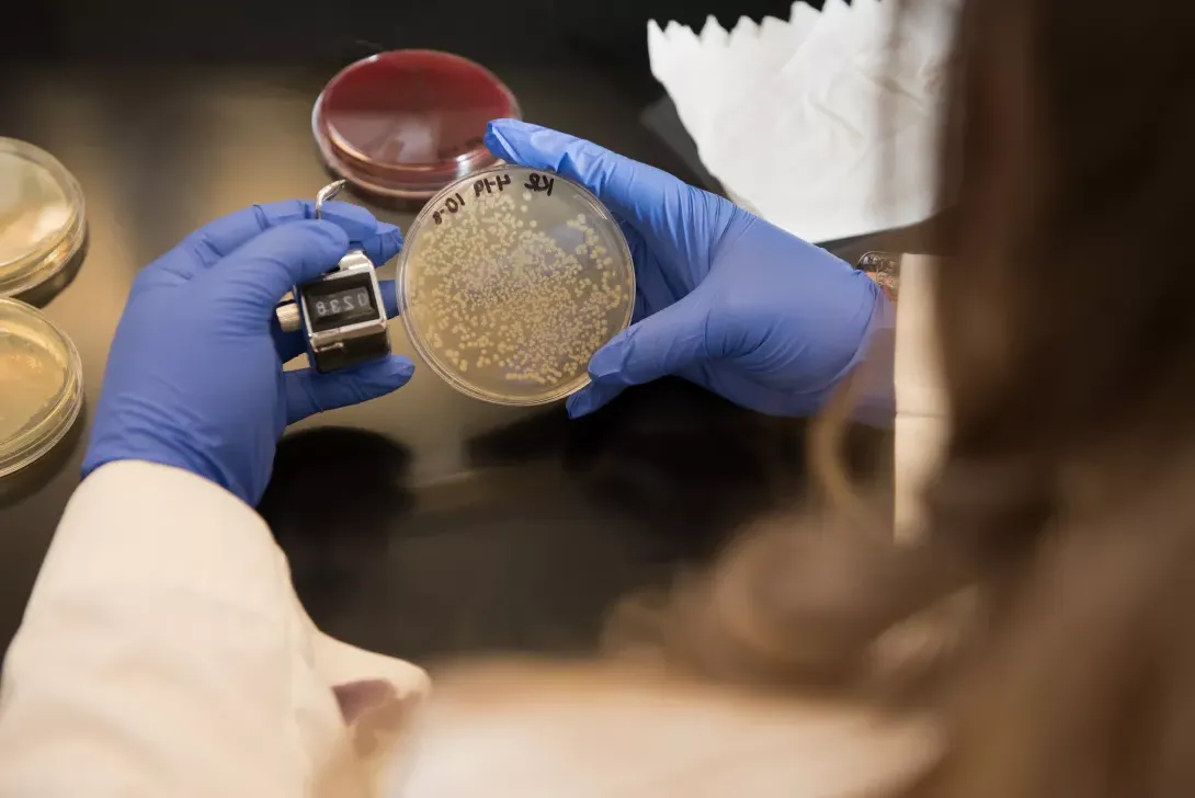 Student examining petri dish in nursing microbiology lab